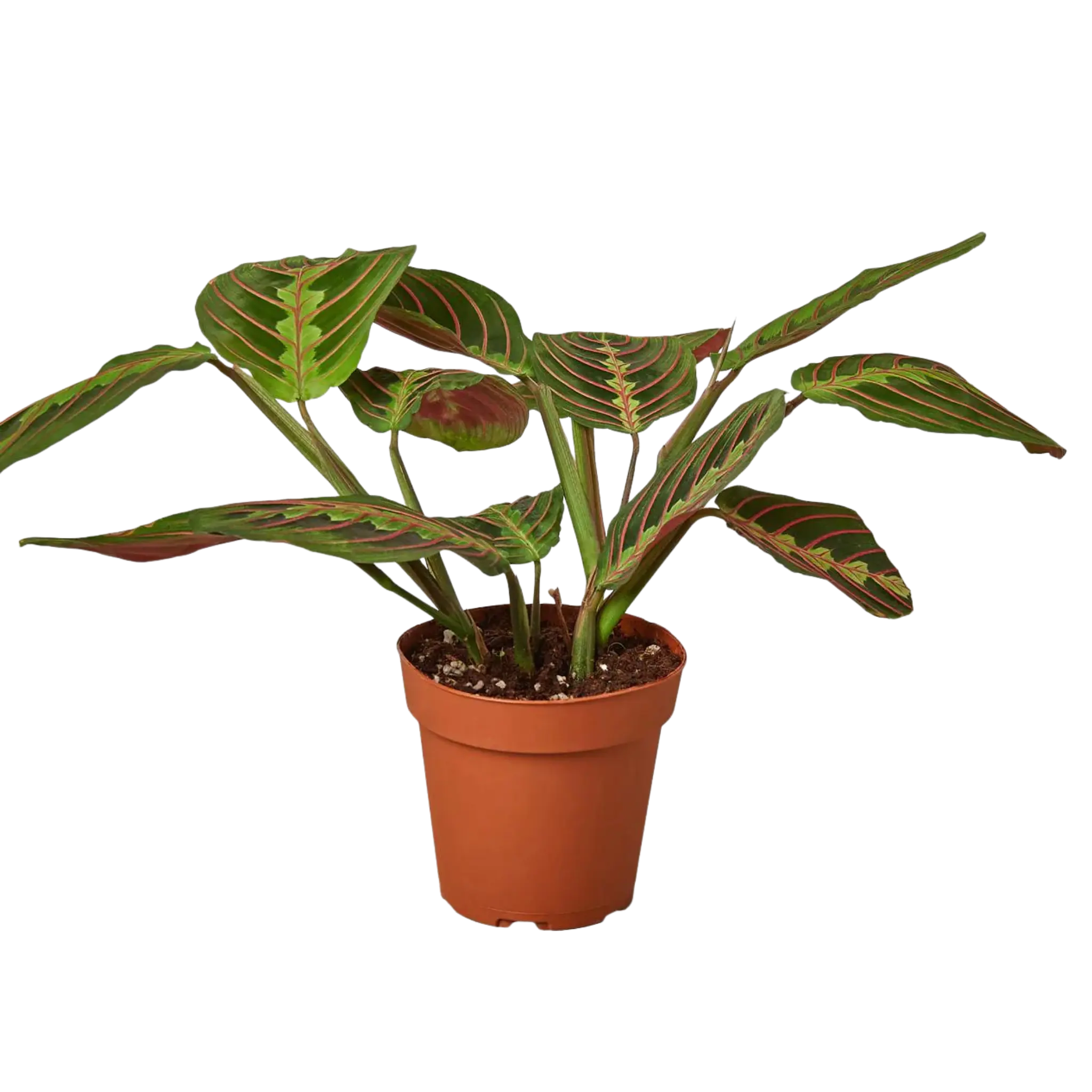 Prayer Plant &
