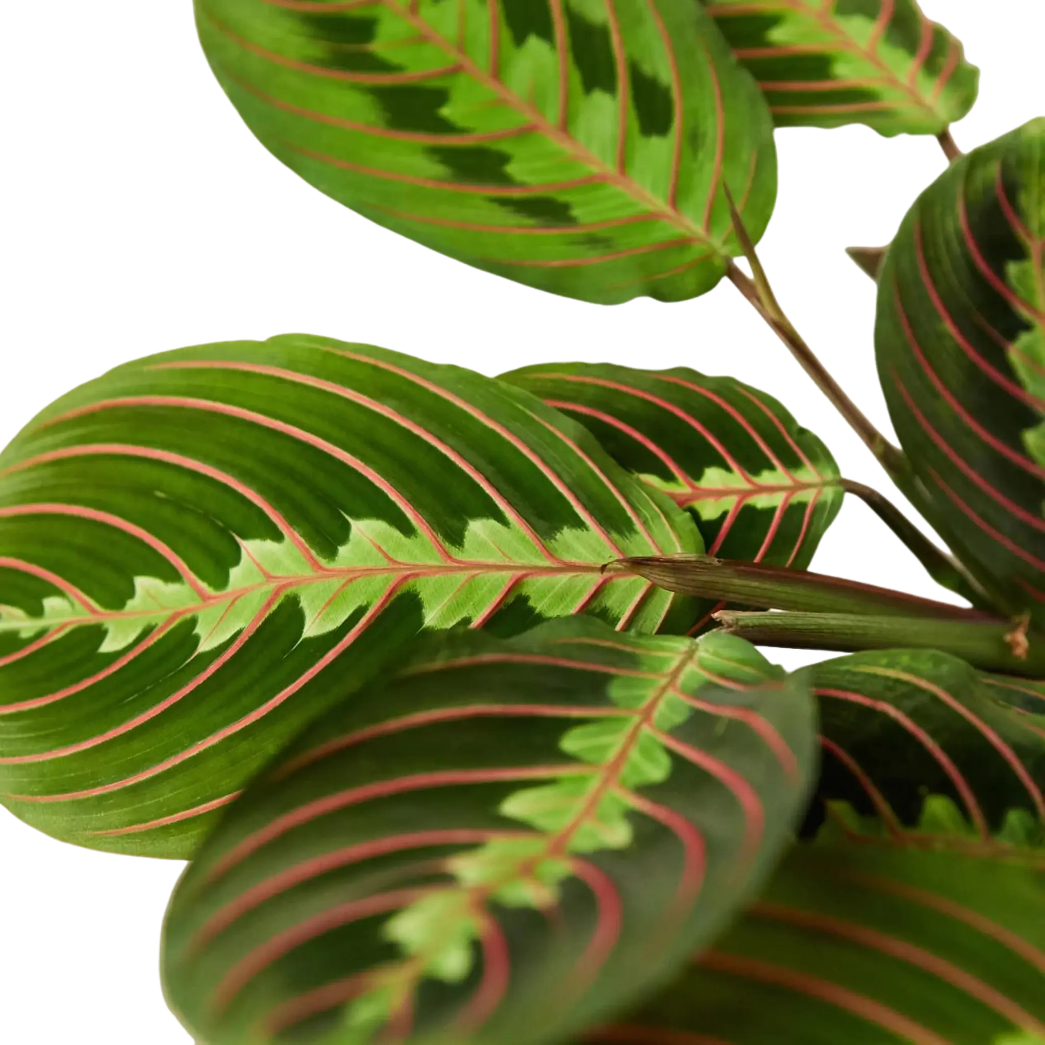 red prayer plant buy Prayer Plant 'Maranta Red' - Hive Plants – The White Oak Collection