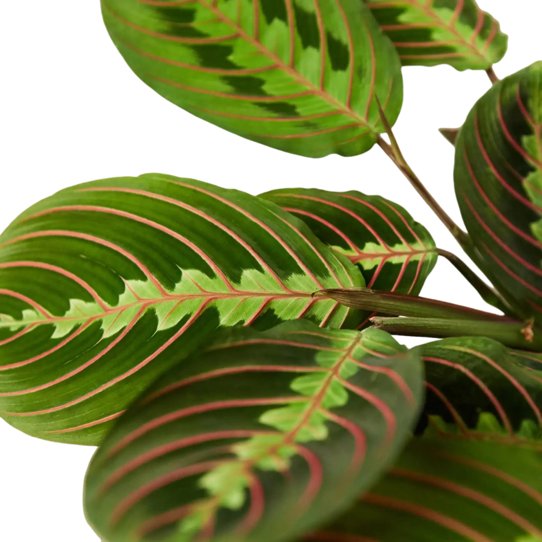 Prayer Plant &