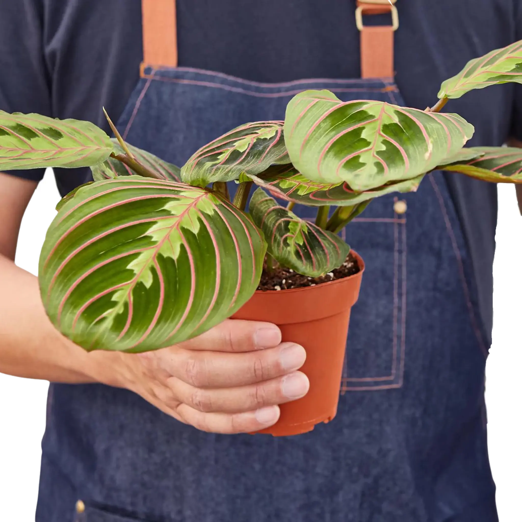 Prayer Plant &