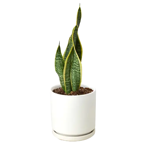 Snake Plant &