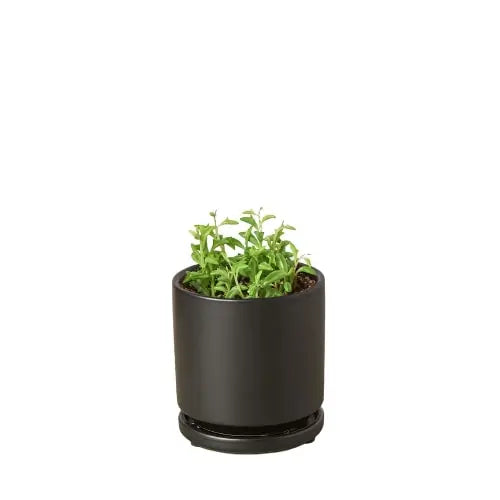 Succulent &