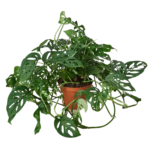 Monstera Swiss Cheese - Hive Plants - Indoor & Outdoor Plants