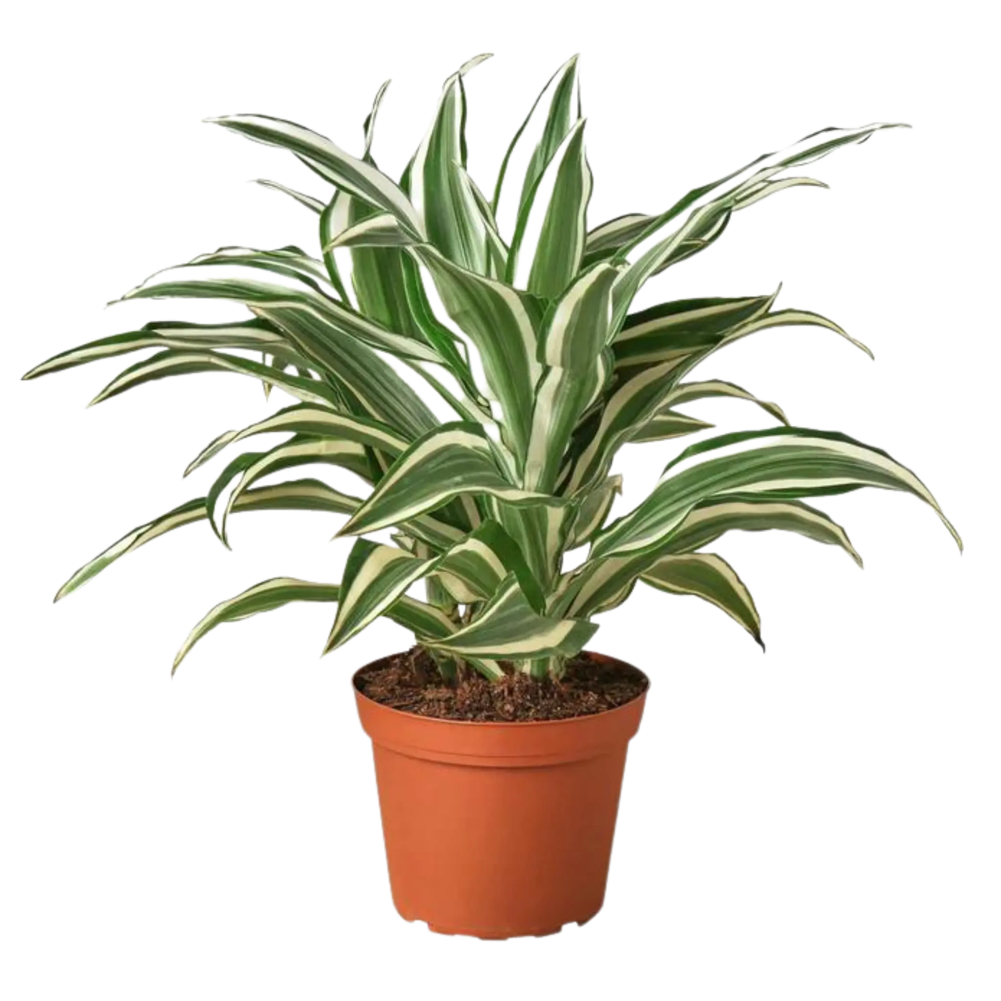 Dracaena Warneckii &