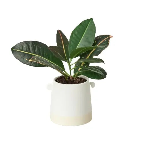Knob Cylinder Pot - Hive Plants - Pots & Planters