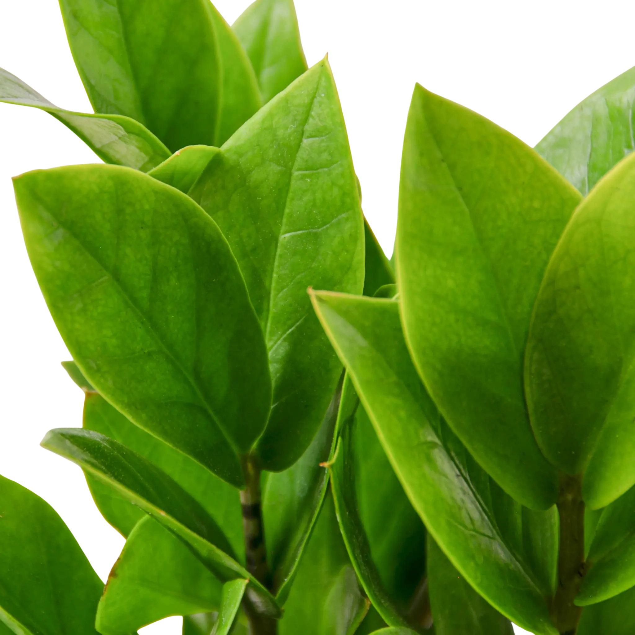 Zamioculcas Zamiifolia &