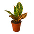 Croton Petra &