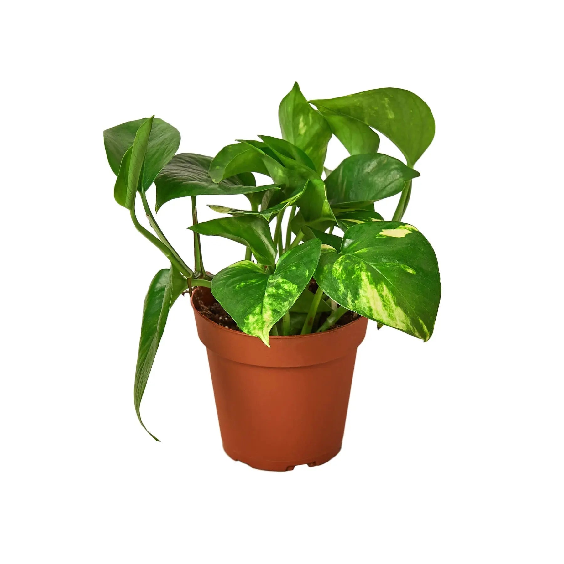 Pothos Golden - Hive Plants