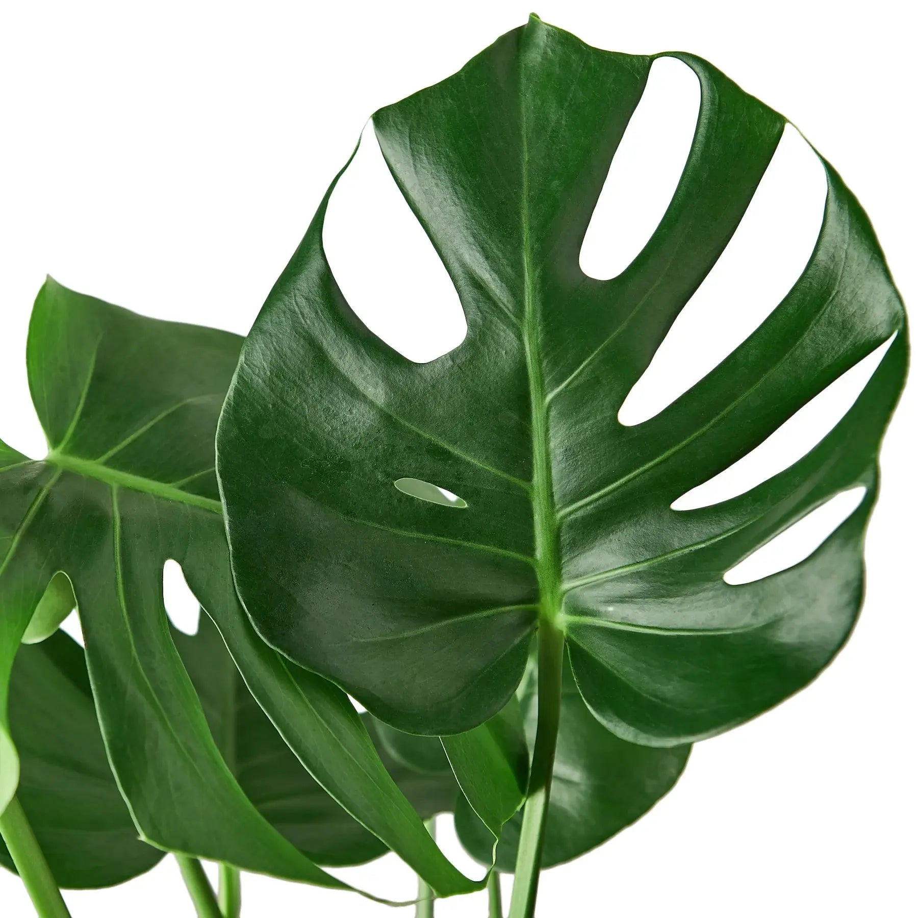 Philodendron ‘Monstera Deliciosa&