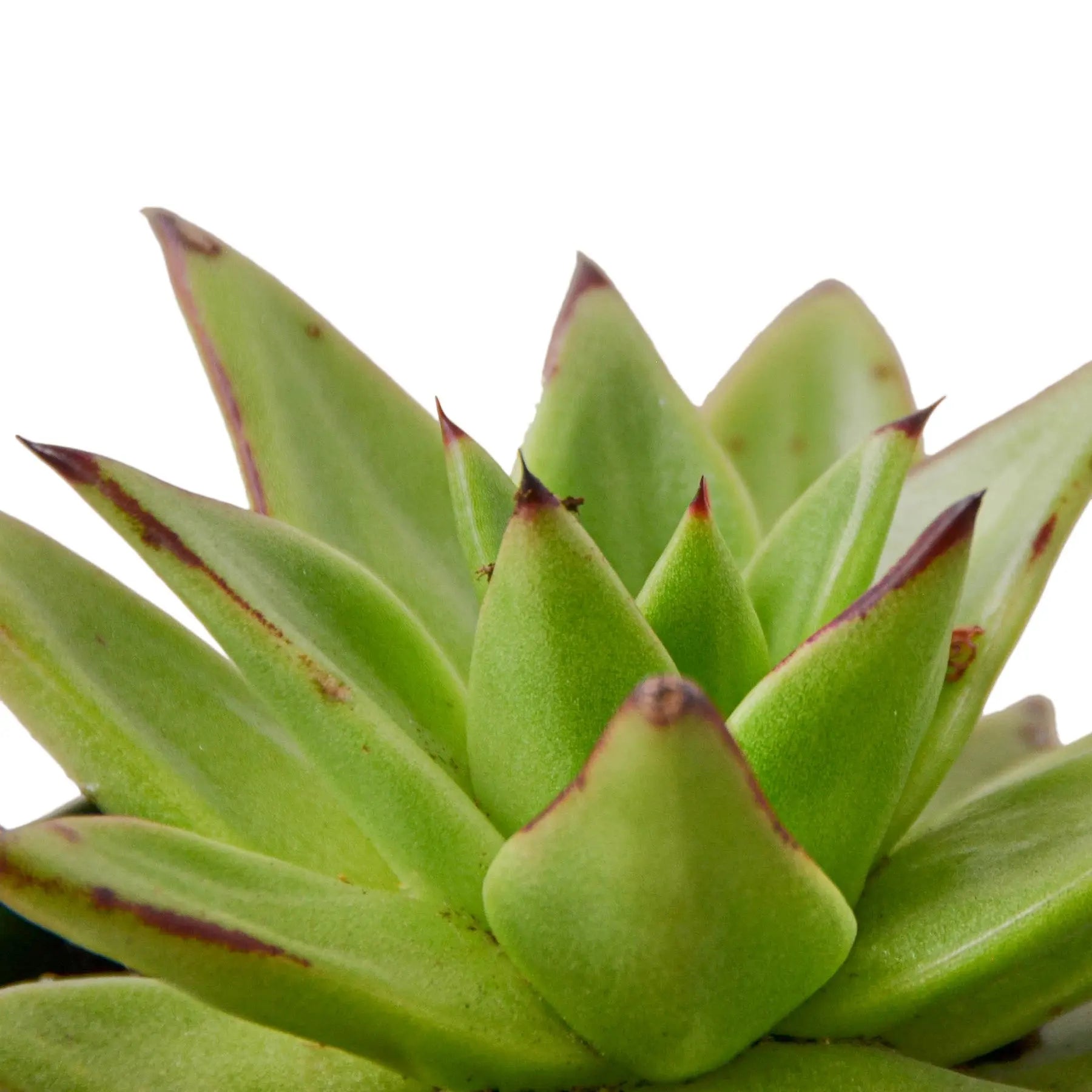 Lipstick Echeveria - Hive Plants -