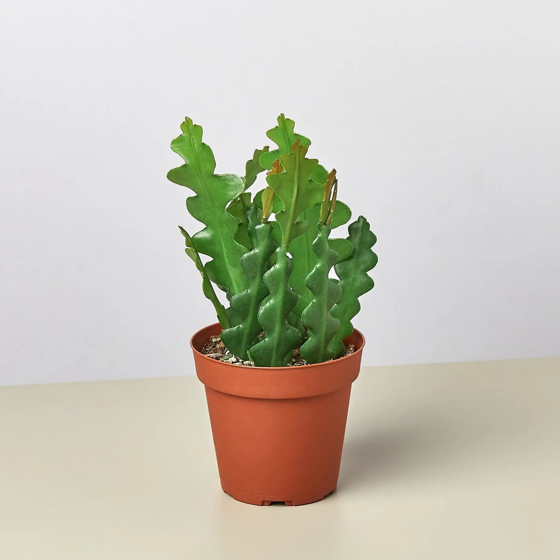 Epiphyllum &