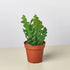 Epiphyllum &
