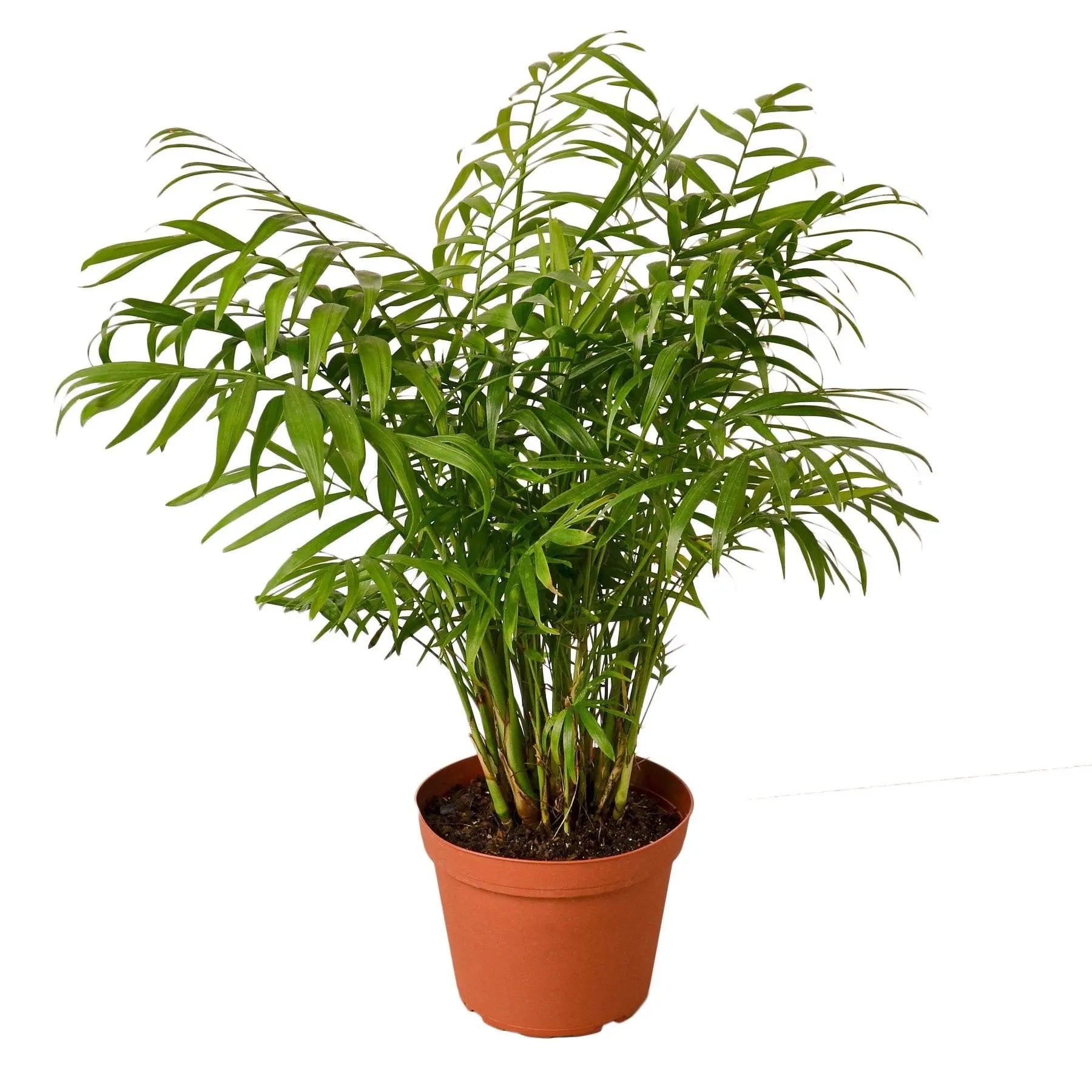 Parlor Palm - Hive Plants - Indoor & Outdoor Plants