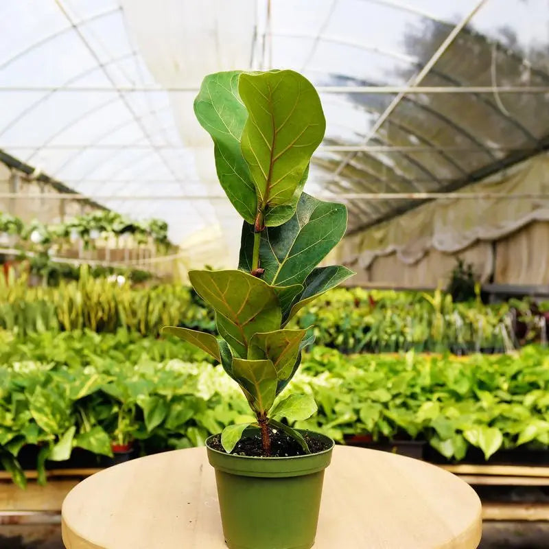 Mystery Plant Subscription Box - Hive Plants -