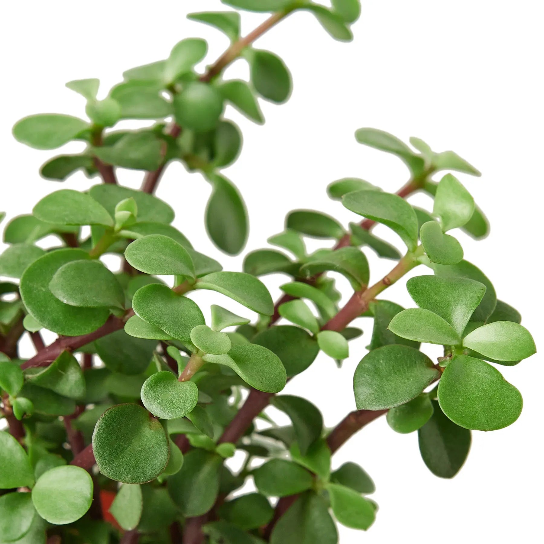 elephant bush succulent Succulent 'Elephant Bush'