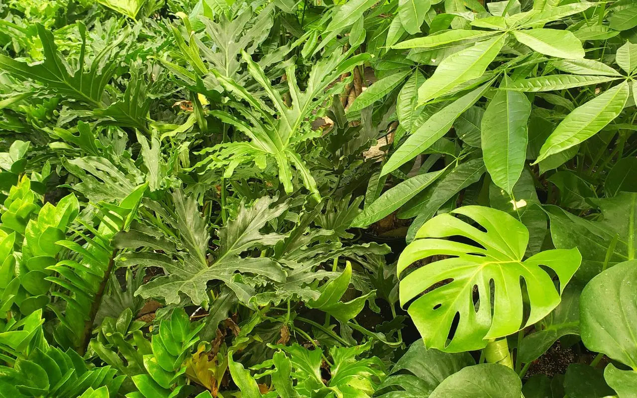 Mystery Plant Subscription Box - Hive Plants -