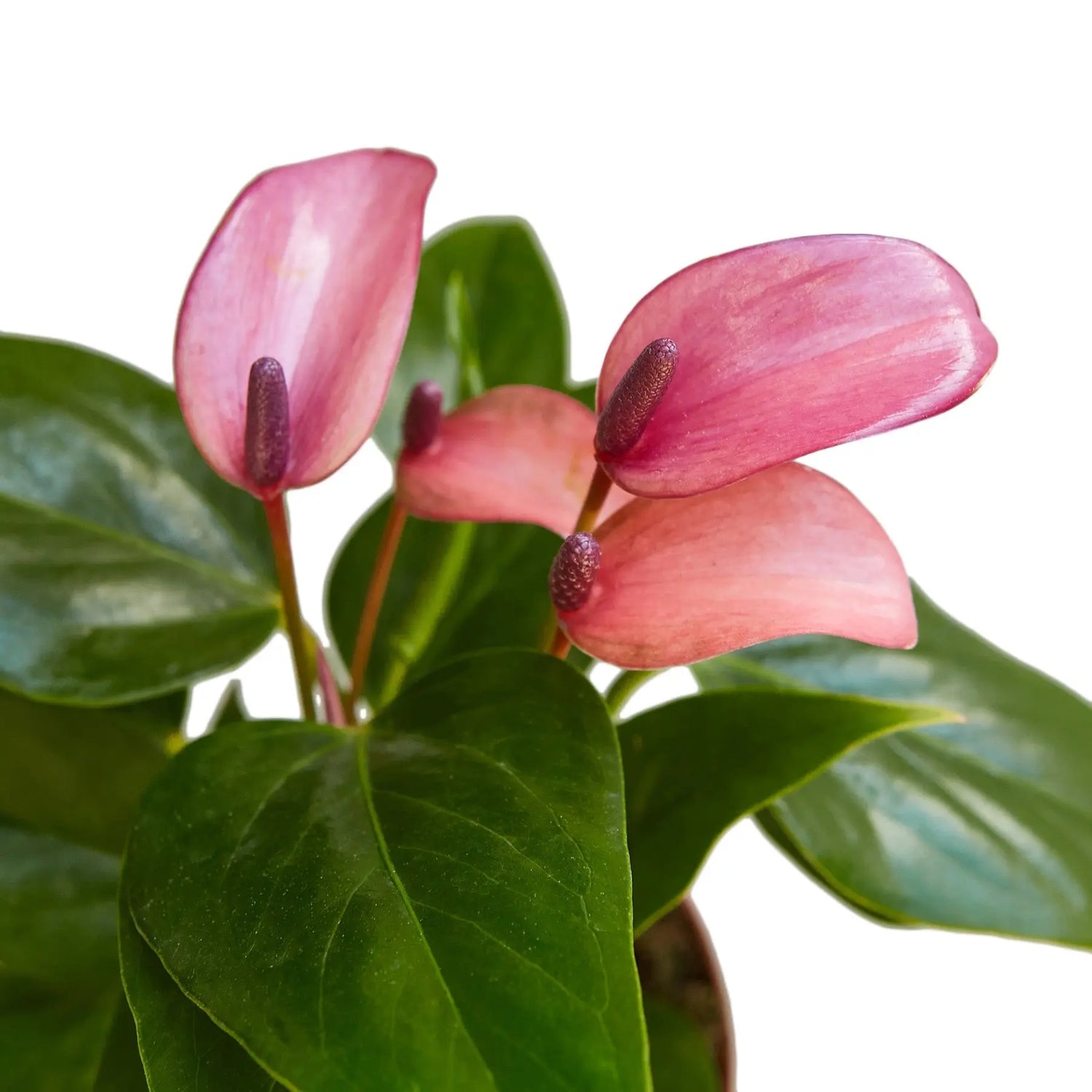 Anthurium Purple - Hive Plants - Indoor & Outdoor Plants