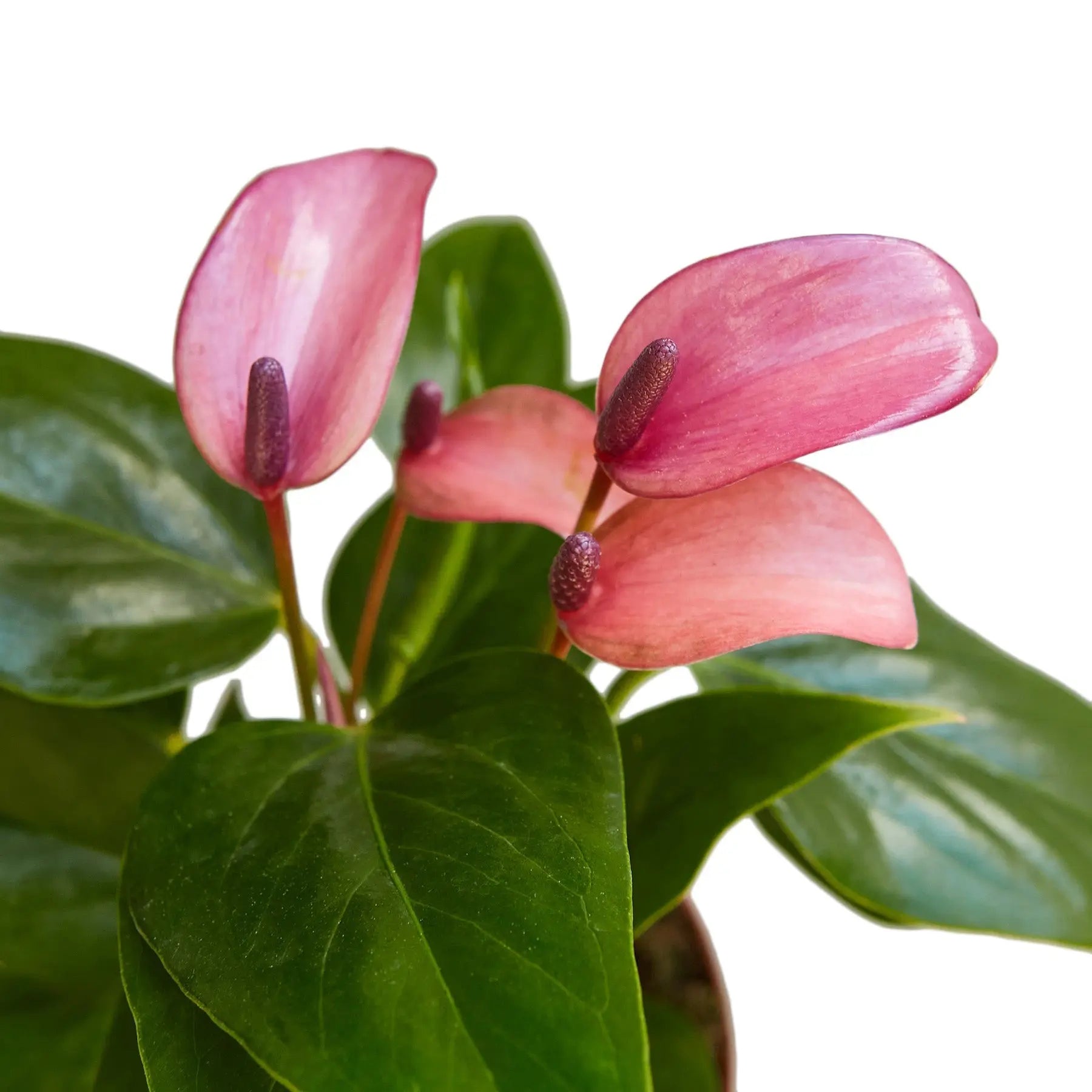 Anthurium Purple - Hive Plants - Indoor & Outdoor Plants