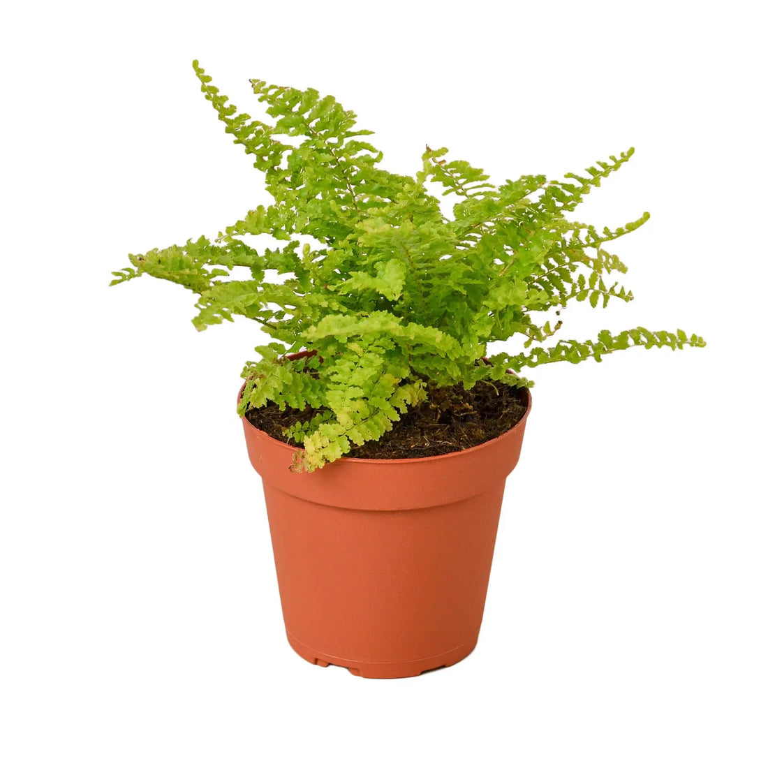 Cotton Candy Fern - Hive Plants -