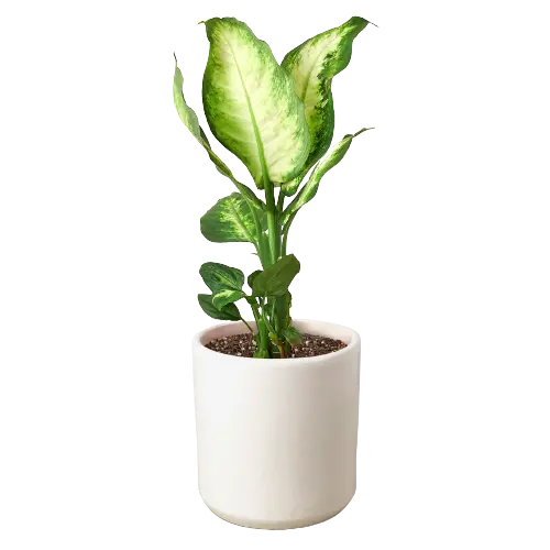Dieffenbachia &