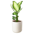 Dieffenbachia &