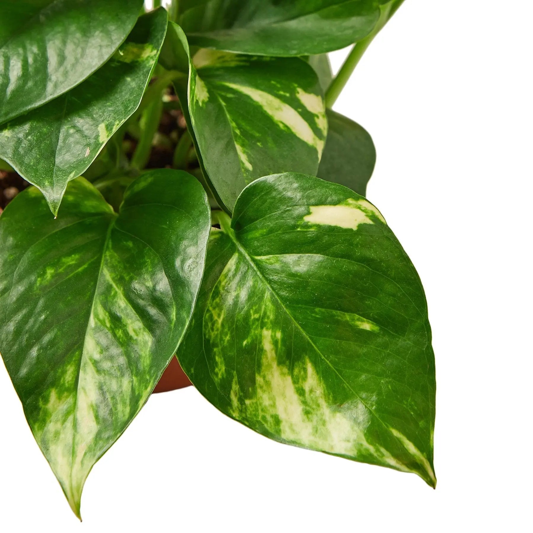 Pothos &