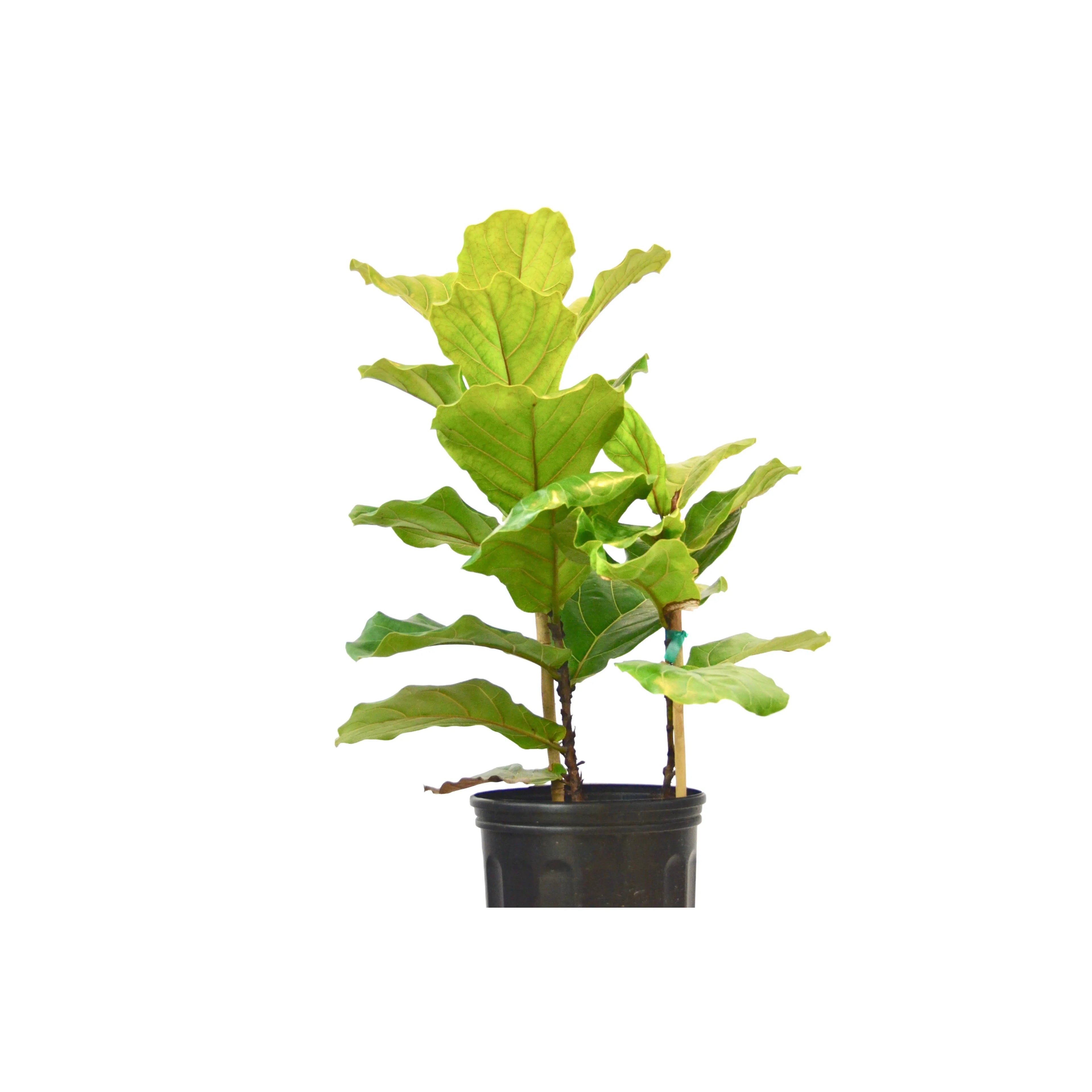 Ficus Lyrata &