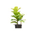 Ficus Lyrata &