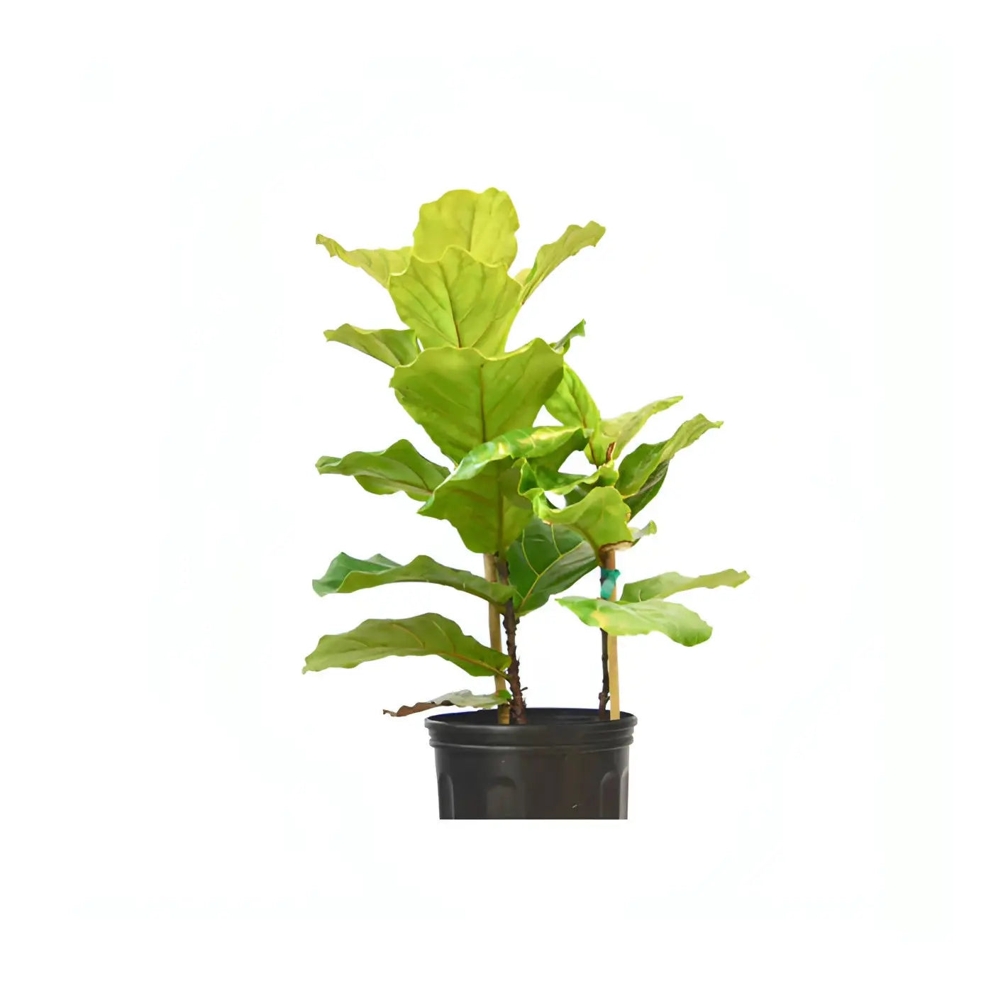 Fiddle-Leaf Fig - Hive Plants - Indoor & Outdoor Plants