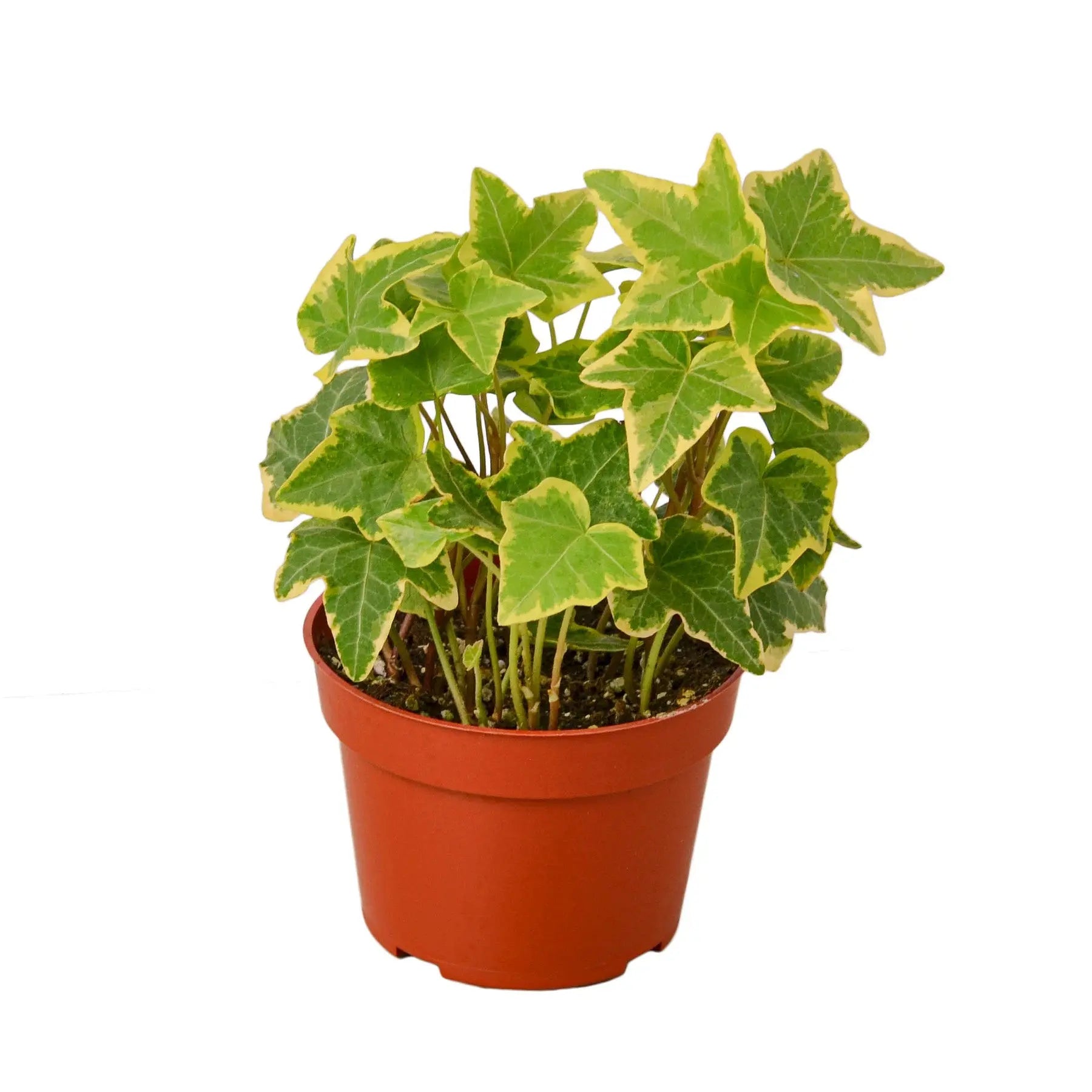 English Ivy &