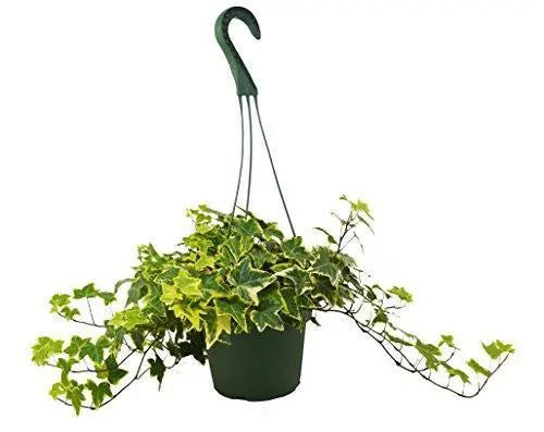 English Ivy &