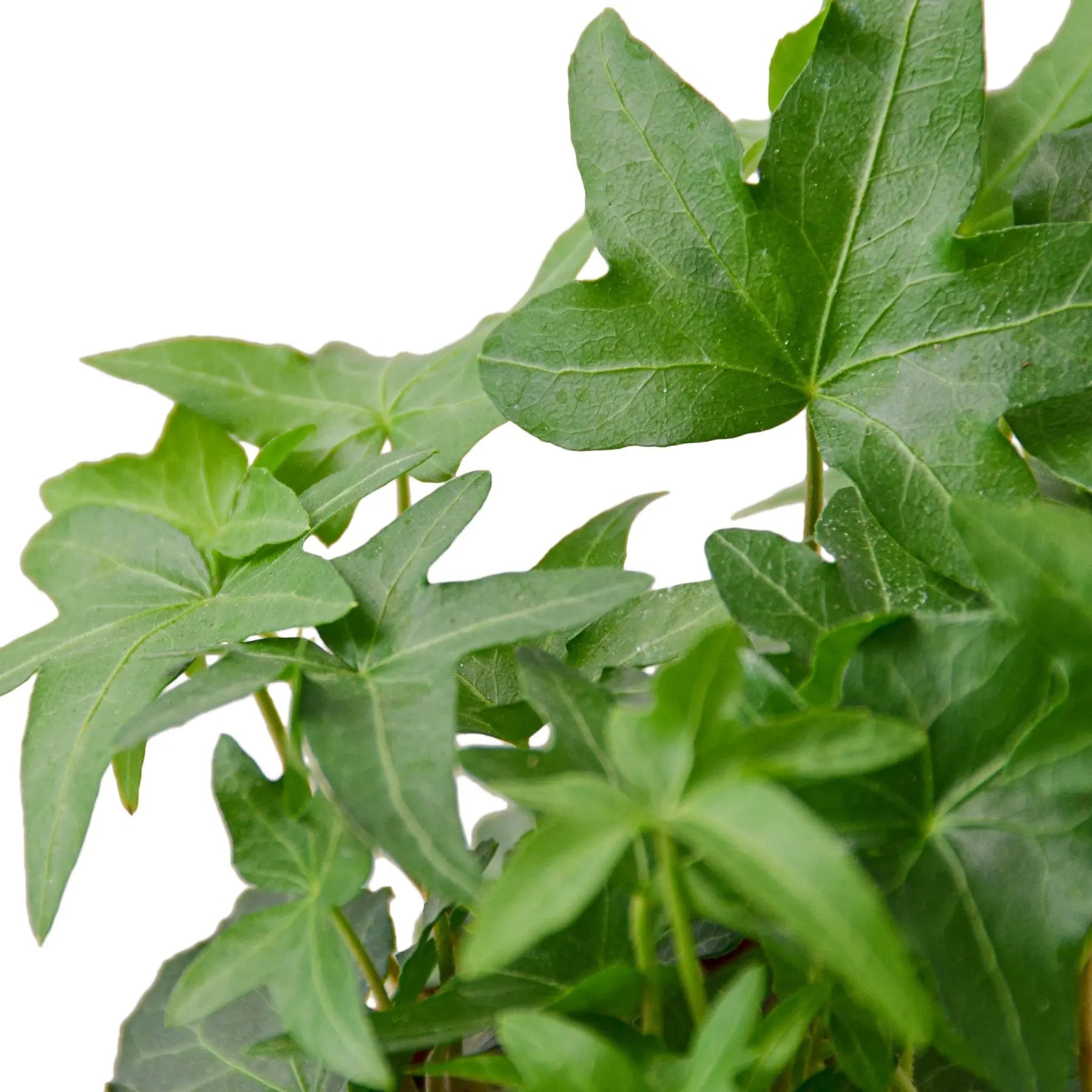 English Ivy &