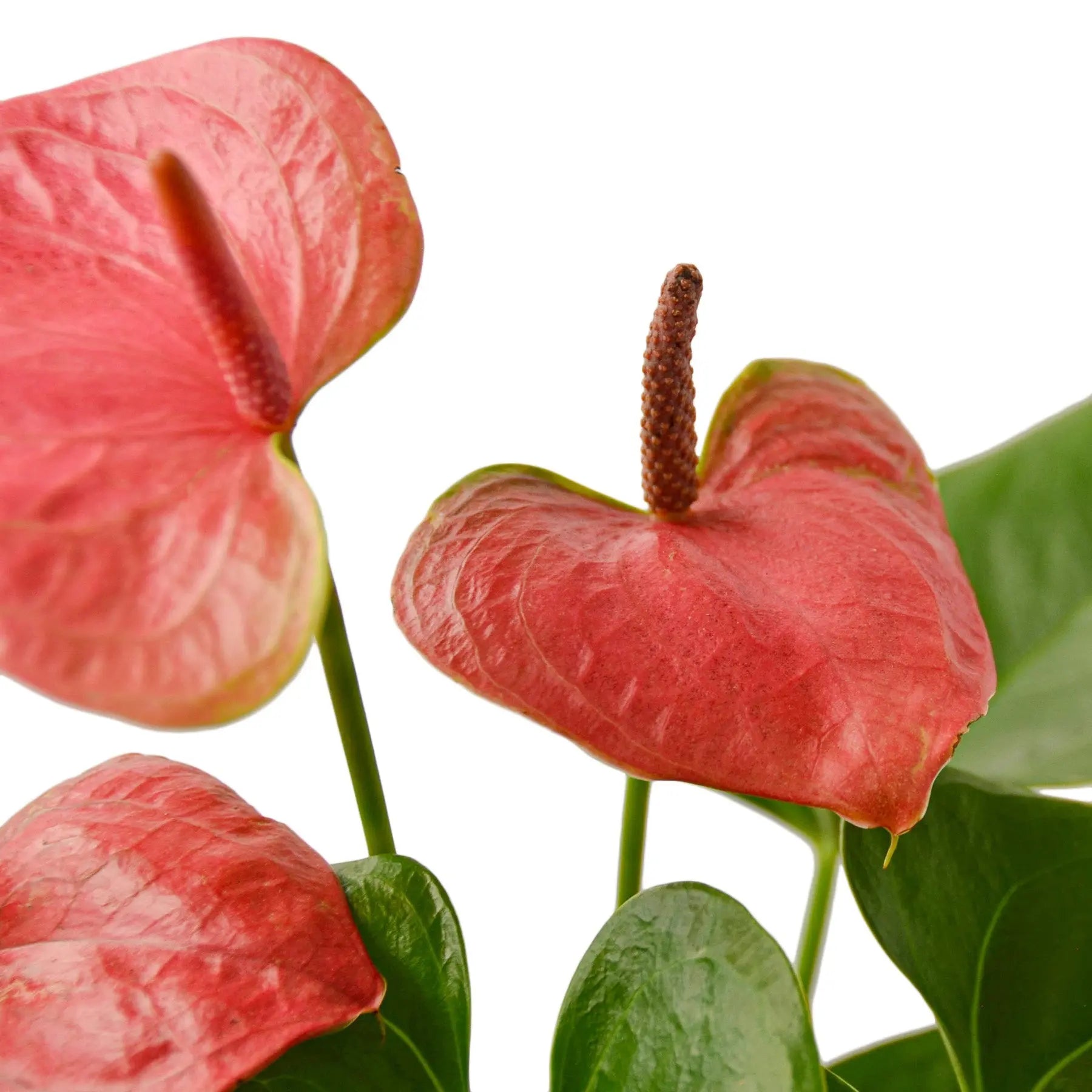 anthurium white and pink Anthurium 'Pink' 4" Pot