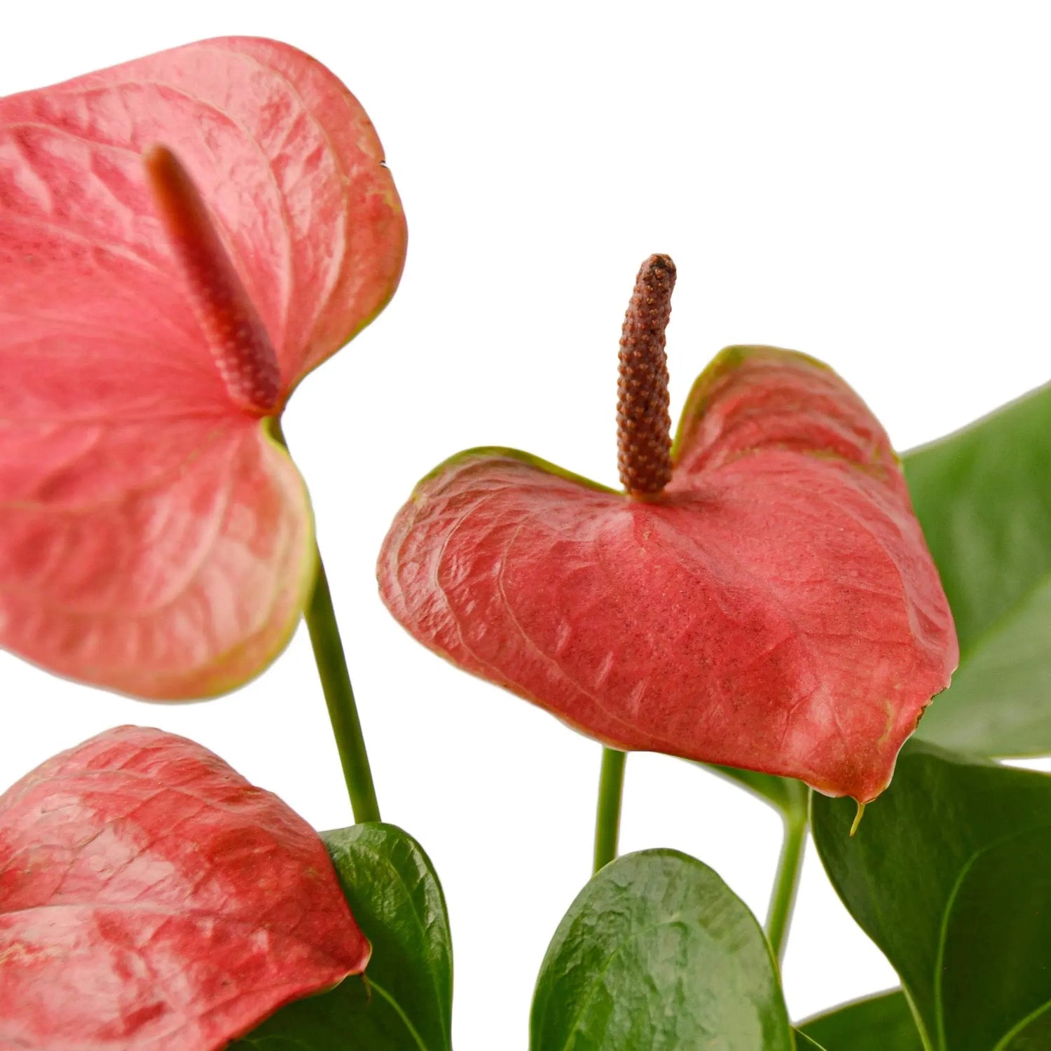 Anthurium Pink - Hive Plants - Indoor & Outdoor Plants
