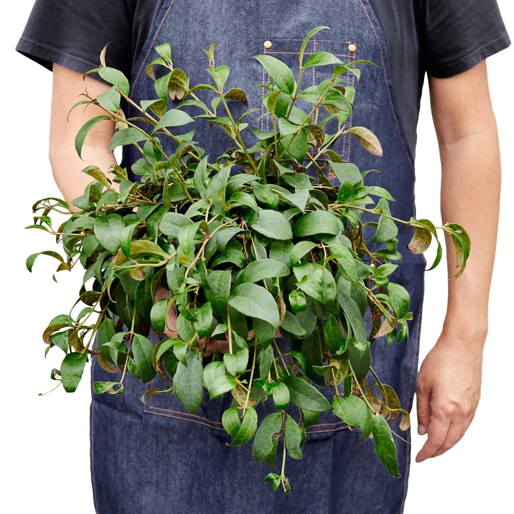 Lipstick Black Pagoda - Hive Plants -