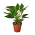 Anthurium White - Hive Plants - Indoor & Outdoor Plants