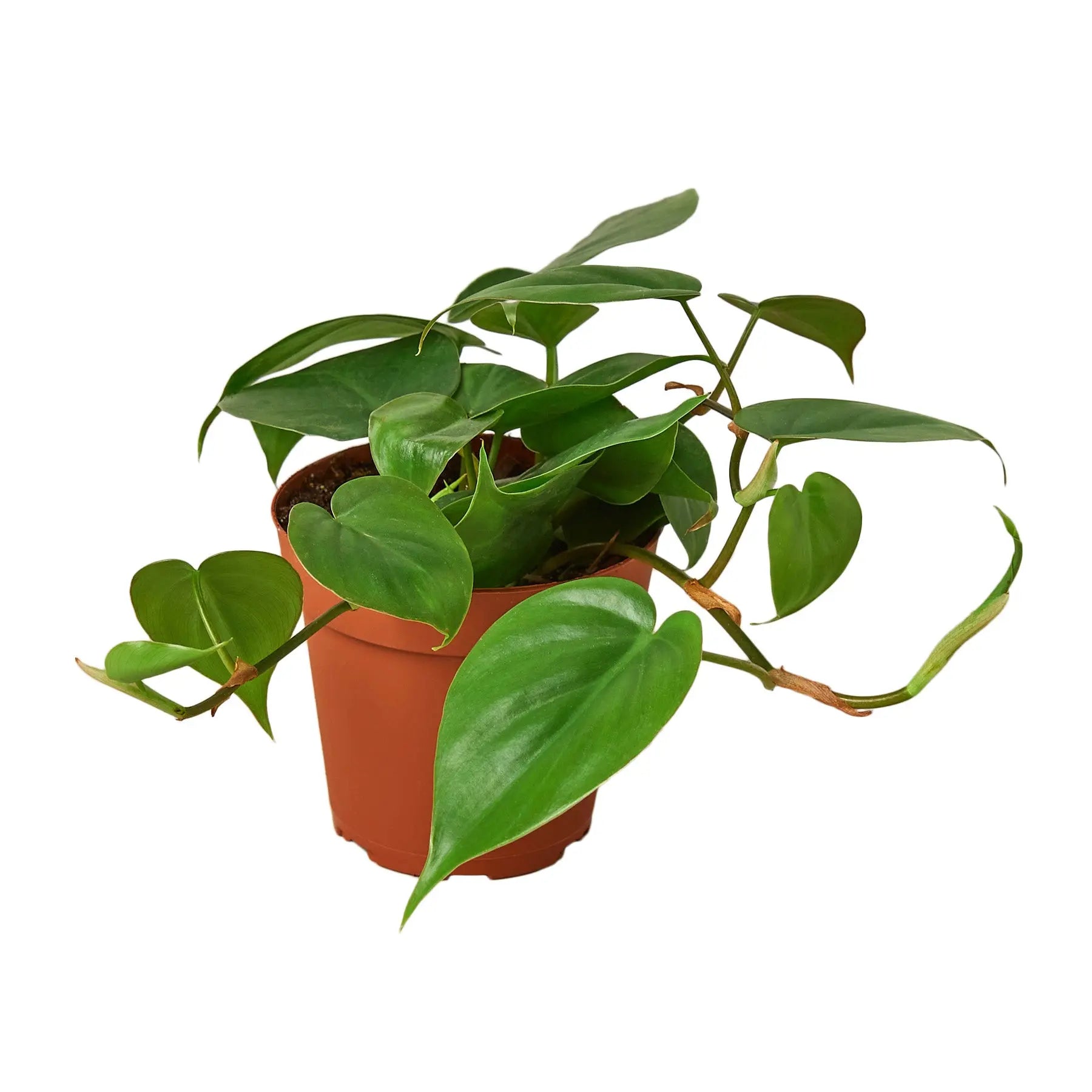 Philodendron &