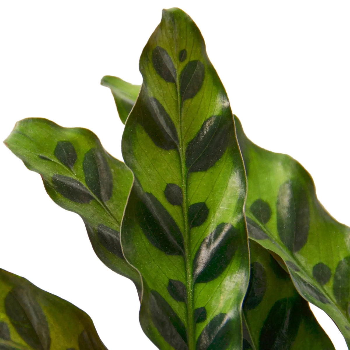Calathea Lancifolia &