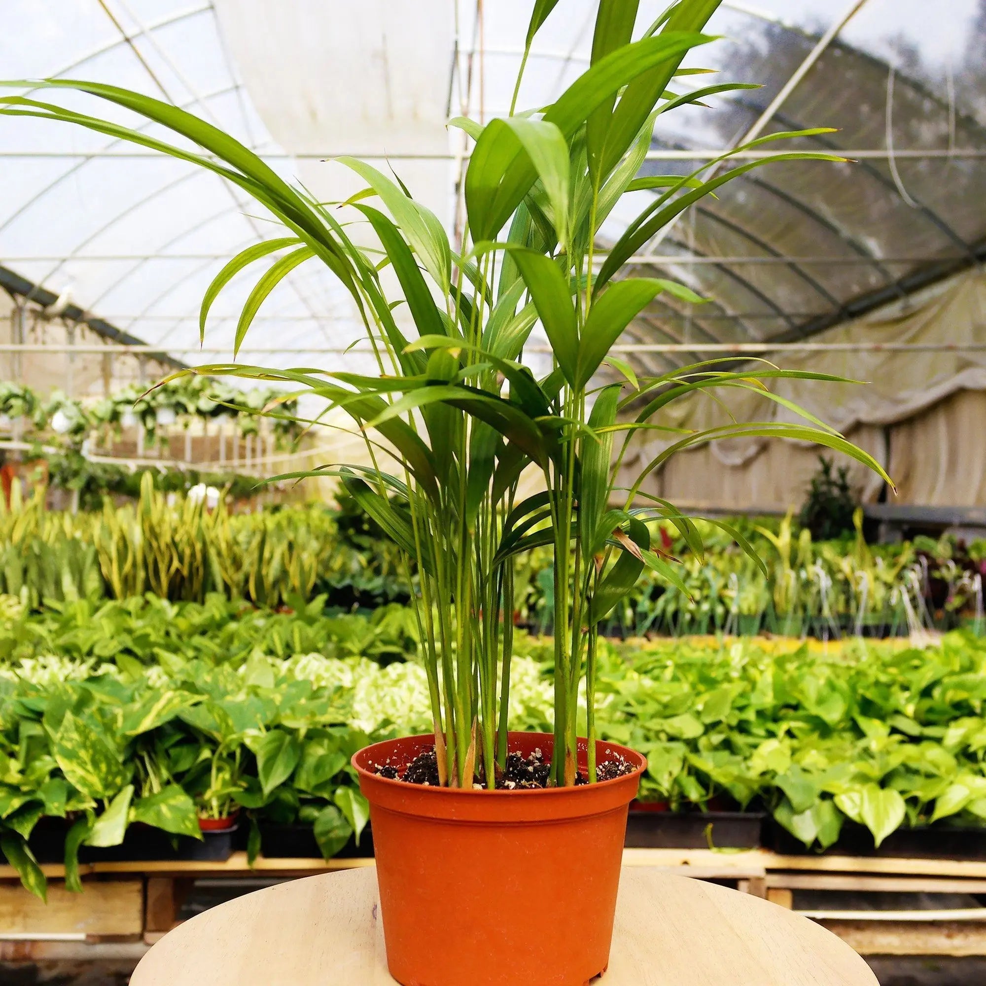 Pet Friendly Subscription Box - Hive Plants -