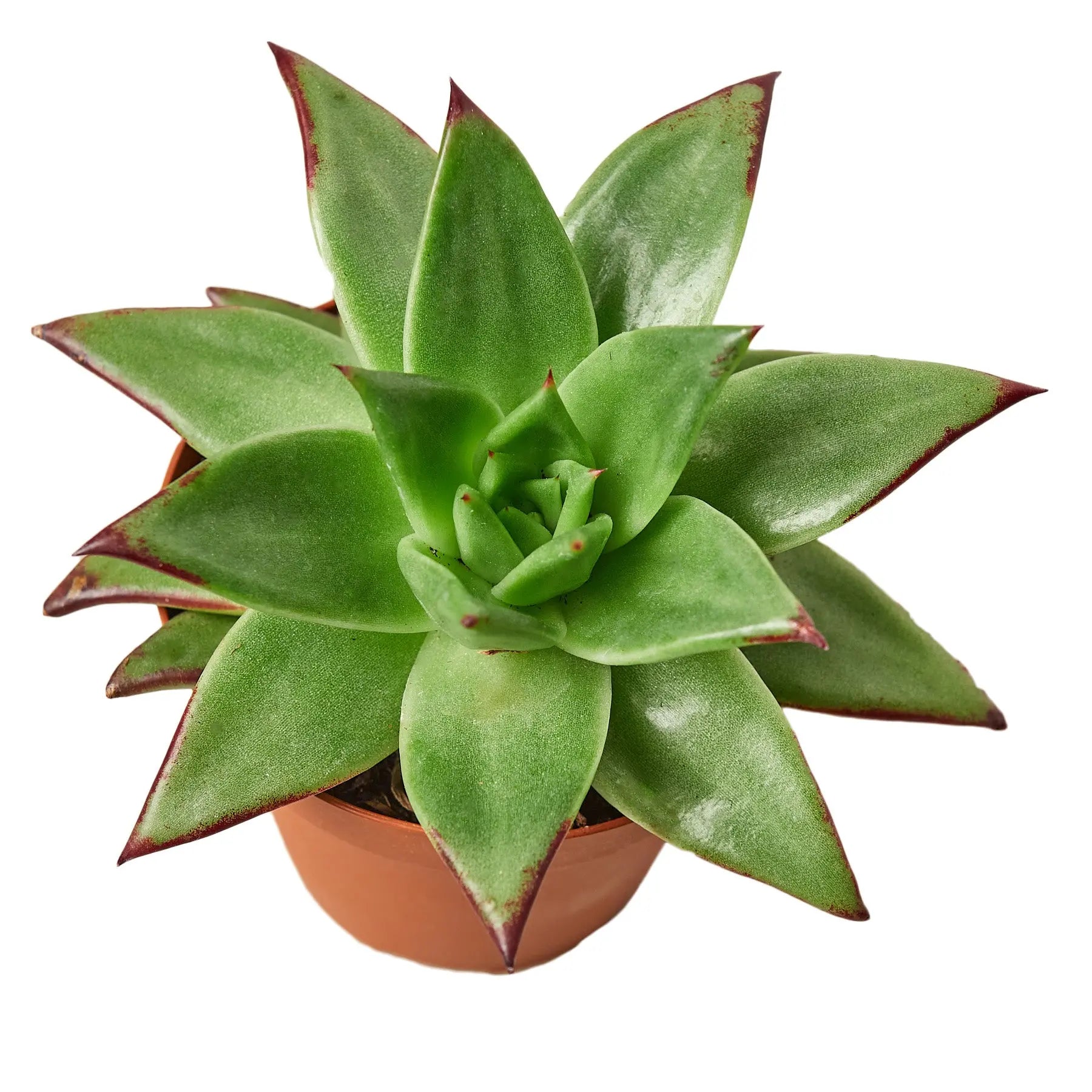 Lipstick Echeveria - Hive Plants -