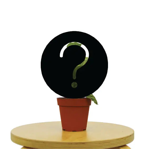 Mystery House Plant A-Grade - Hive Plants - Indoor & Outdoor Plants