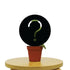 Mystery House Plant B-Grade - Hive Plants - Indoor & Outdoor Plants