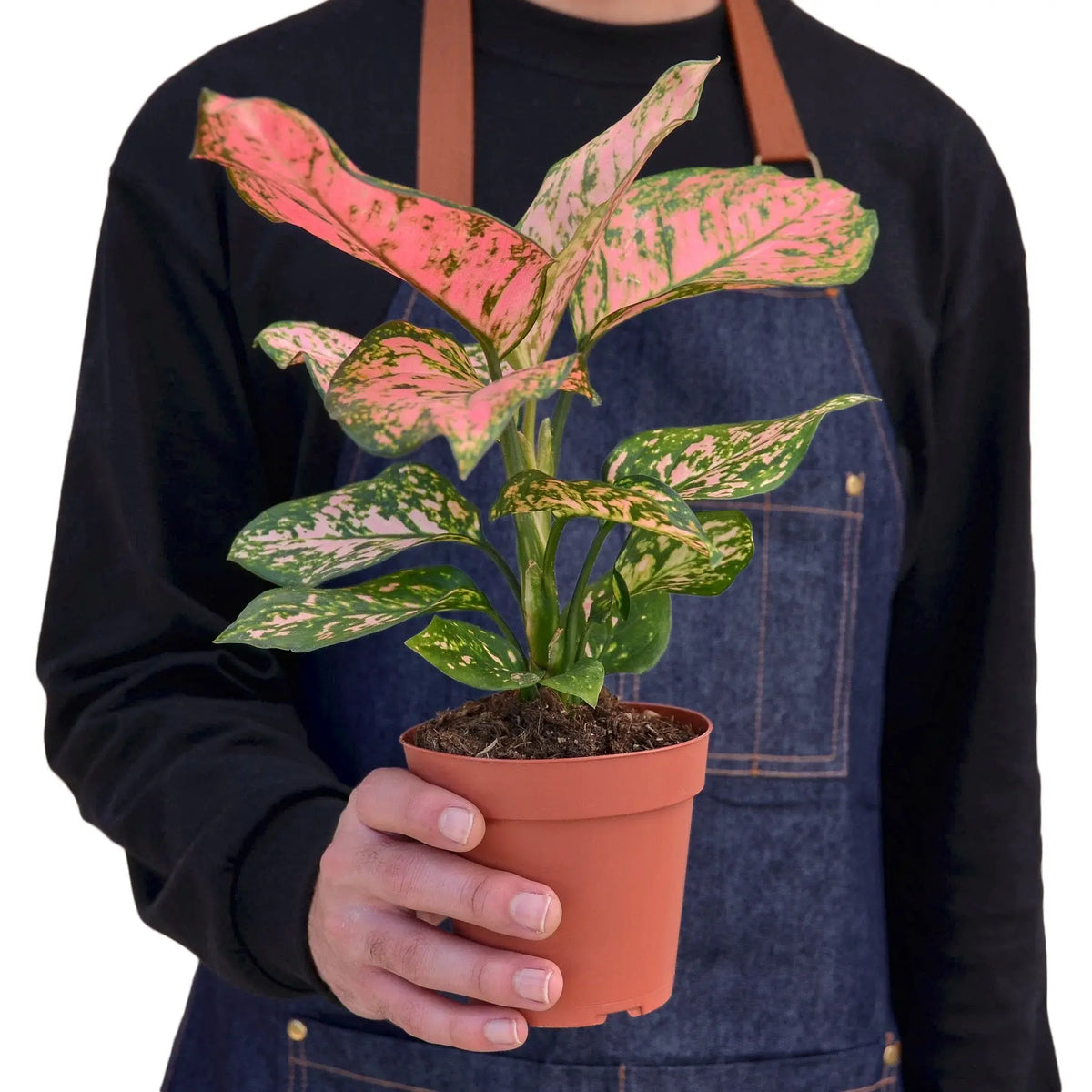 Chinese Evergreen &