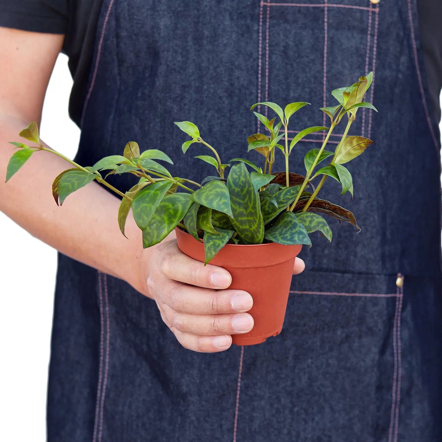 Lipstick Black Pagoda - Hive Plants -