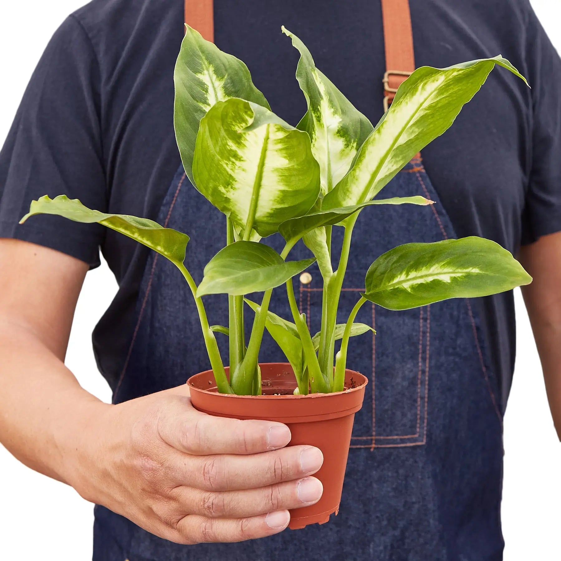 Dieffenbachia &