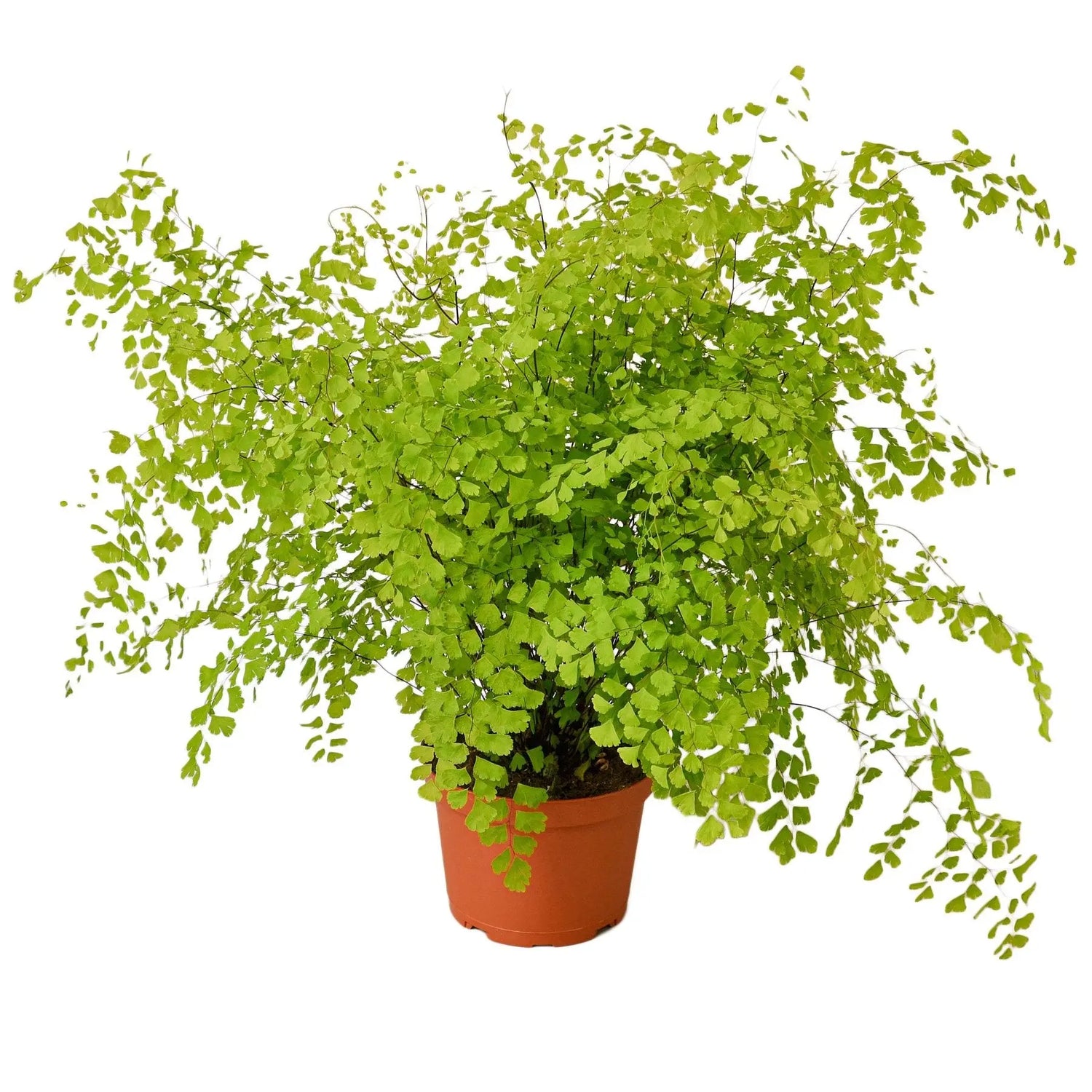 Maidenhair Fern - Hive Plants -