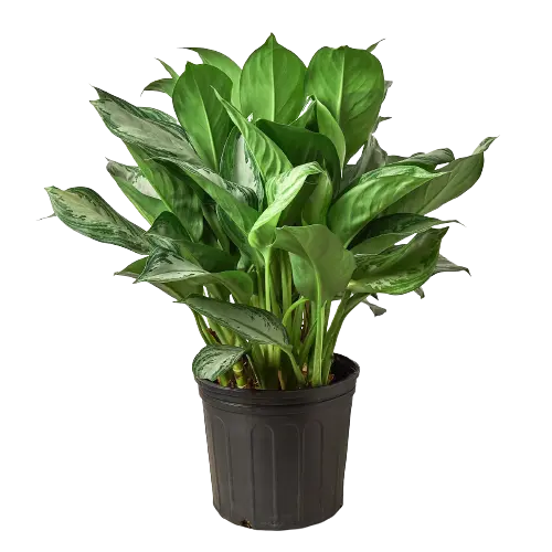 Chinese Evergreen &