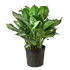 Chinese Evergreen &