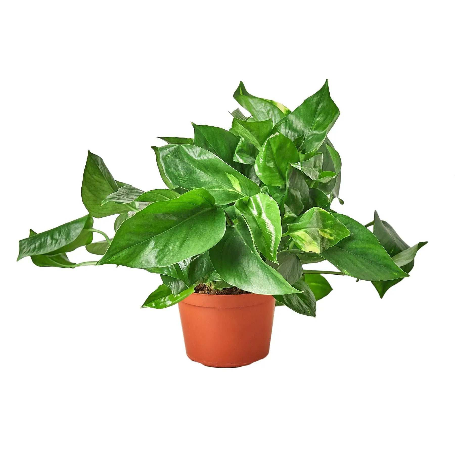 Pothos Golden - Hive Plants