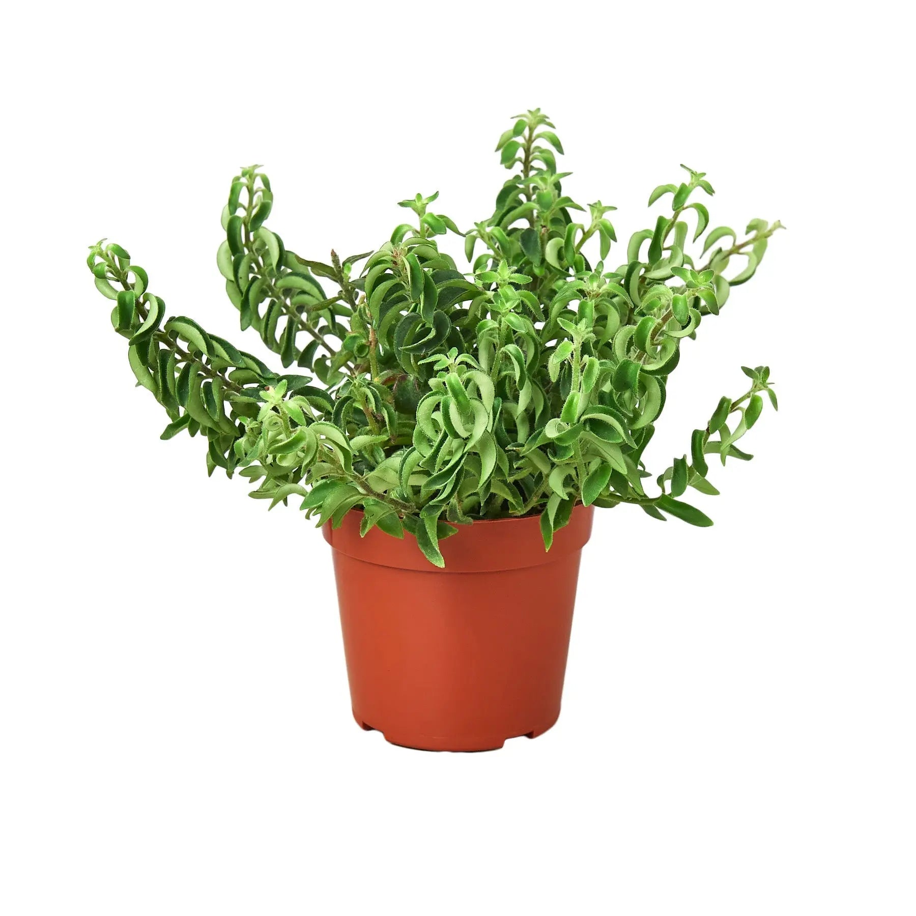 Curly Lipstick Plant - Hive Plants -